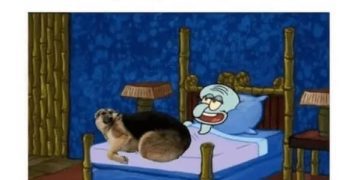 Meme of Squidward and dog in bed reacting to canceled plans.