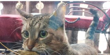 Cat holding a leaf at a fish market, ready to trade for fish.