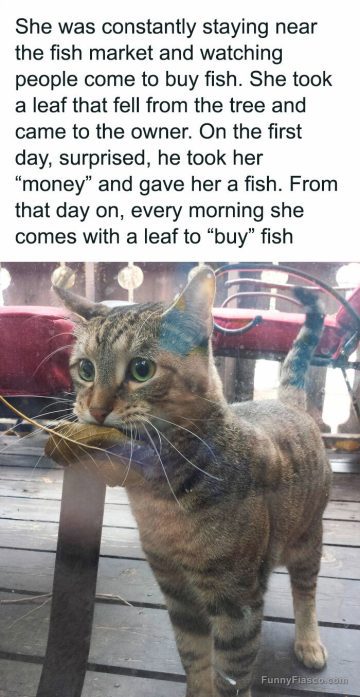 Cat holding a leaf at a fish market, ready to trade for fish.