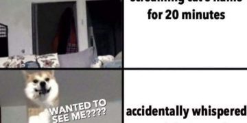 Dog jumps excitedly as owner accidentally calls its name.