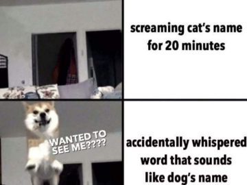 Dog jumps excitedly as owner accidentally calls its name.