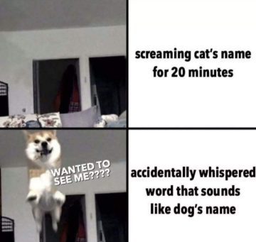 Dog jumps excitedly as owner accidentally calls its name.