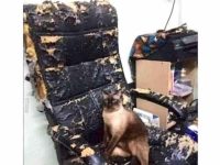 Cat sitting on a torn office chair with a funny caption.