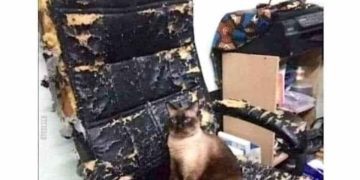 Cat sitting on a torn office chair with a funny caption.