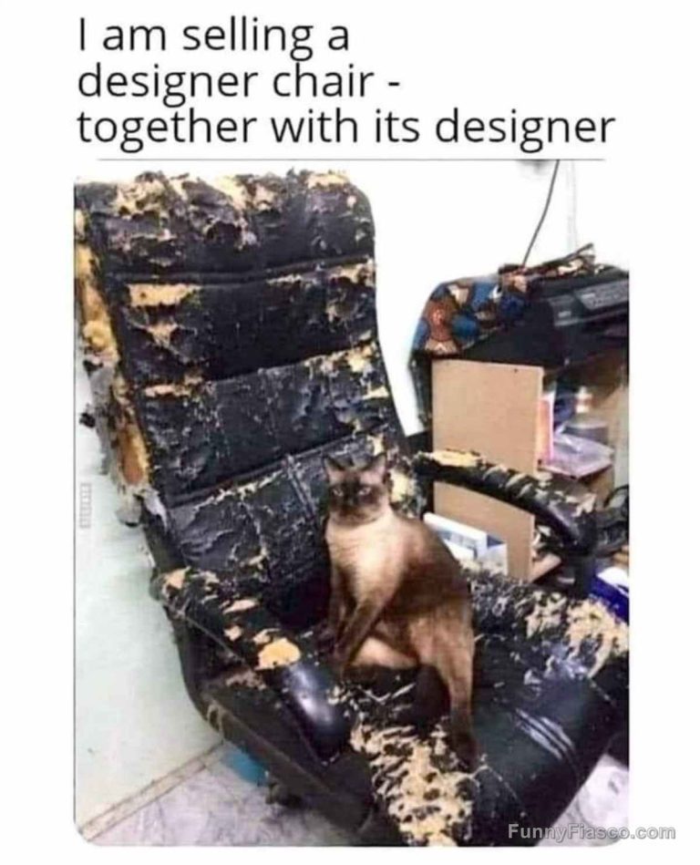 Cat sitting on a torn office chair with a funny caption.