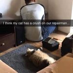 Cat lying on floor watching repairman fix something in room.