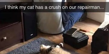 Cat lying on floor watching repairman fix something in room.