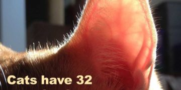 Close-up of a cat's ear with funny text about ignoring.