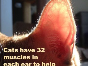 Close-up of a cat's ear with funny text about ignoring.