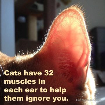 Close-up of a cat's ear with funny text about ignoring.