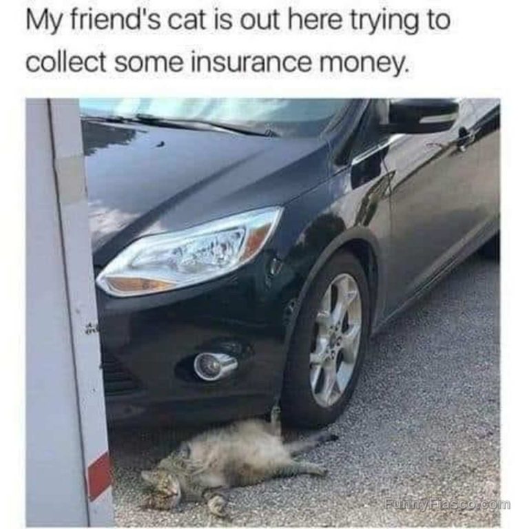 Cat lying under car wheel as if staging an accident for insurance.