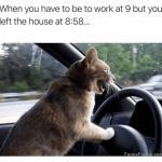 Cat frantically driving a car, looking panicked.