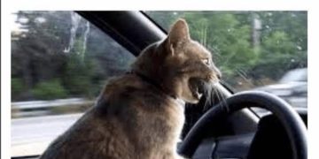 Cat frantically driving a car, looking panicked.