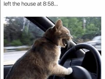 Cat frantically driving a car, looking panicked.