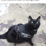 Black cat wearing a security dog vest looking proud.