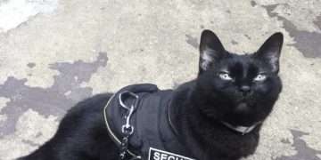 Black cat wearing a security dog vest looking proud.