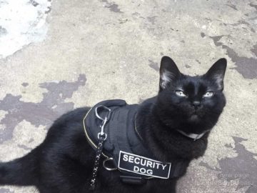 Black cat wearing a security dog vest looking proud.