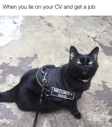 Black cat wearing a security dog vest looking proud.