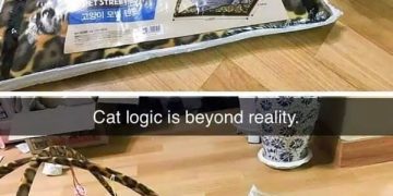 Cat chooses packaging over toy, showcasing funny cat logic.
