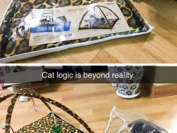 Cat chooses packaging over toy, showcasing funny cat logic.