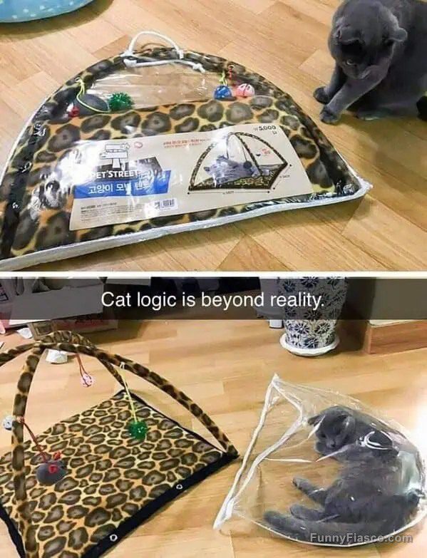 Cat chooses packaging over toy, showcasing funny cat logic.