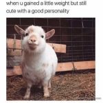 Smiling chubby goat with personality in a barn.