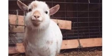Smiling chubby goat with personality in a barn.