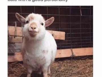 Smiling chubby goat with personality in a barn.