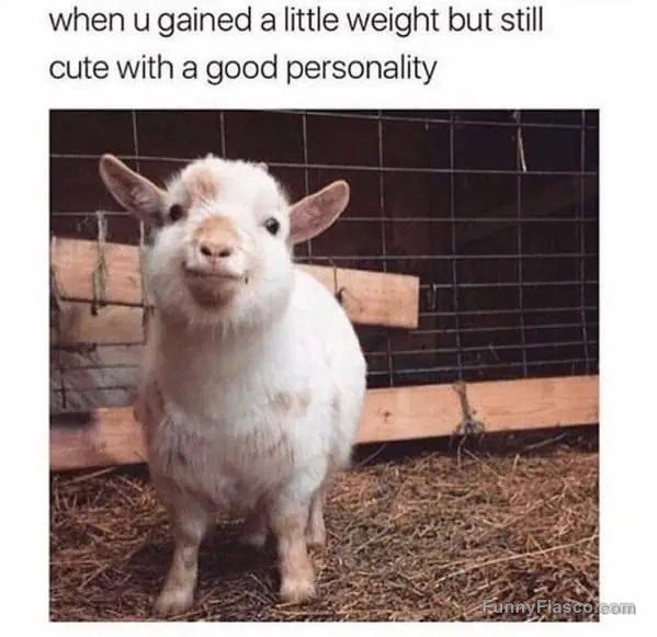 Smiling chubby goat with personality in a barn.