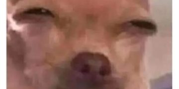 Close-up of a dog's face with squinted eyes, captioned about texting while baked.