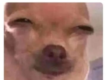 Close-up of a dog's face with squinted eyes, captioned about texting while baked.