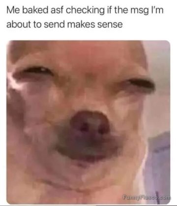 Close-up of a dog's face with squinted eyes, captioned about texting while baked.