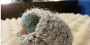 Snuggled bird wrapped in cozy blanket with comforting text.