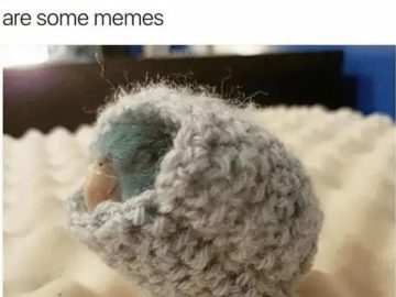 Snuggled bird wrapped in cozy blanket with comforting text.