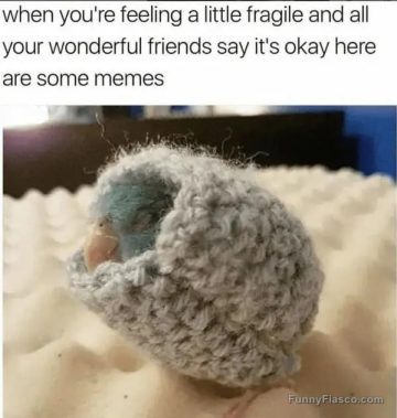Snuggled bird wrapped in cozy blanket with comforting text.