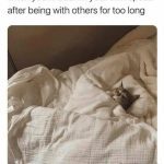 Cat tucked in bed enjoying alone time after socializing.