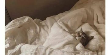 Cat tucked in bed enjoying alone time after socializing.