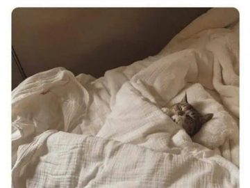 Cat tucked in bed enjoying alone time after socializing.