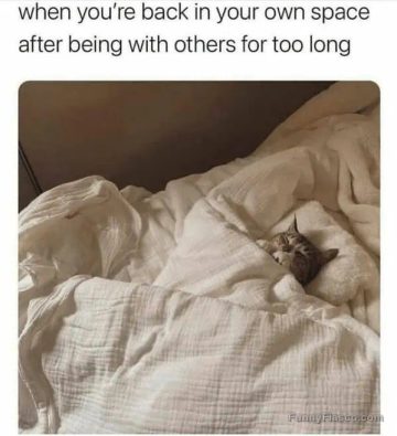 Cat tucked in bed enjoying alone time after socializing.