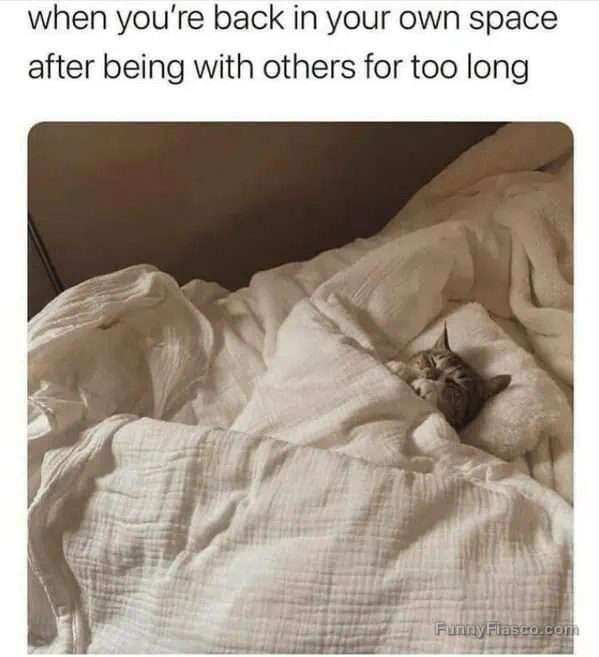 Cat tucked in bed enjoying alone time after socializing.