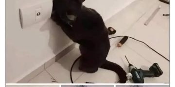 Black cat investigates power outlet and gets a shocking surprise.