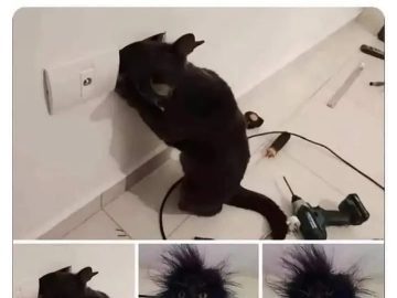 Black cat investigates power outlet and gets a shocking surprise.