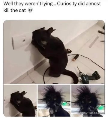 Black cat investigates power outlet and gets a shocking surprise.