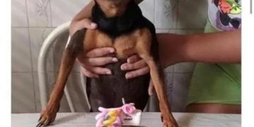 Happy dog celebrating its birthday with a cake.
