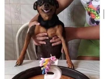 Happy dog celebrating its birthday with a cake.
