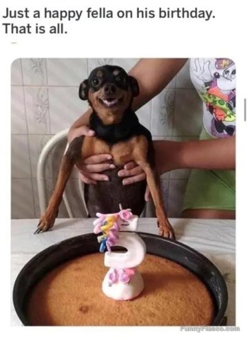 Happy dog celebrating its birthday with a cake.