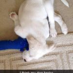 Sleeping puppy twisted awkwardly with toy in mouth.