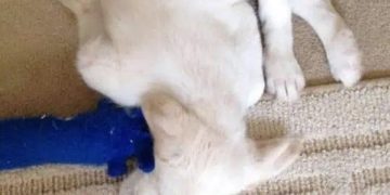 Sleeping puppy twisted awkwardly with toy in mouth.