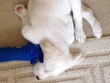 Sleeping puppy twisted awkwardly with toy in mouth.
