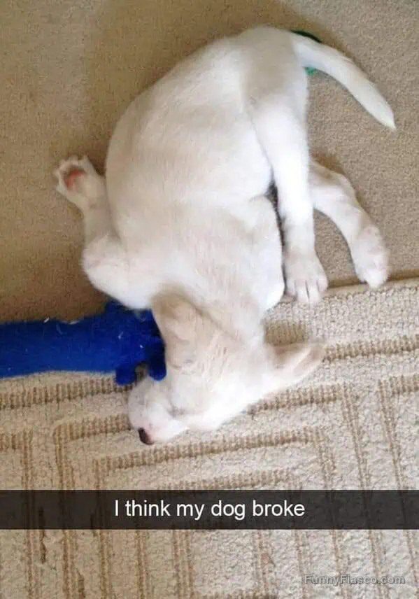Sleeping puppy twisted awkwardly with toy in mouth.
